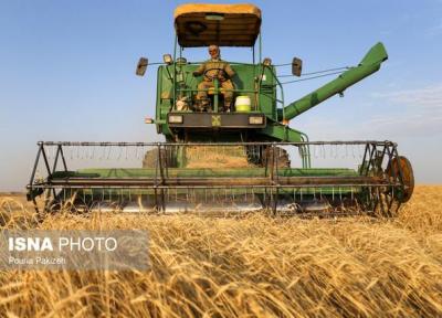 کاهش 17 درصدی کشت گندم در سال زراعی جدید