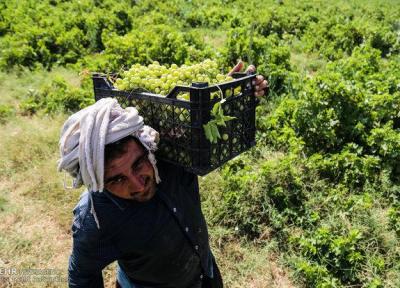 برداشت انگور از باغات استان قزوین شروع شد