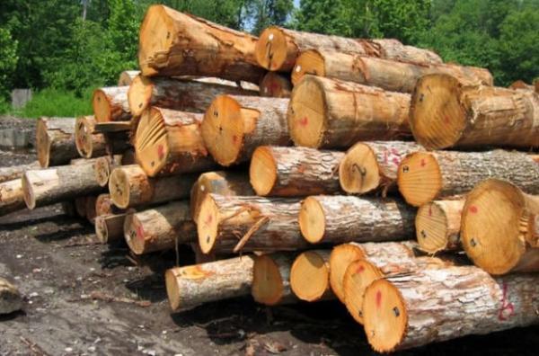 پتانسیل مصرف چوب در ایران 13 میلیون متر مکعب است