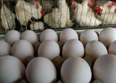 هشدار درباره شرایط تولید تخم مرغ