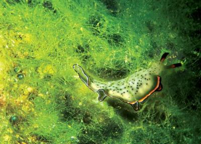 تصاویر ، تا حالا دنیای شگفت انگیز در زیر آب های خلیج فارس را دیده اید؟