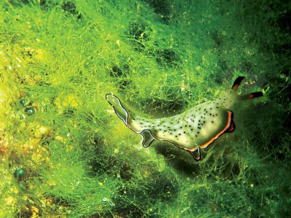 تصاویر ، تا حالا دنیای شگفت انگیز در زیر آب های خلیج فارس را دیده اید؟